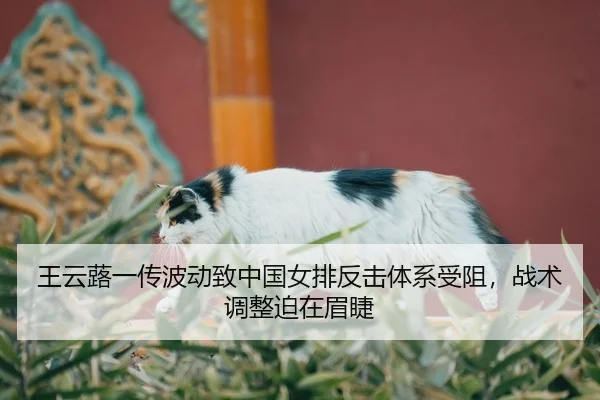 王云蕗一传波动致中国女排反击体系受阻，战术调整迫在眉睫